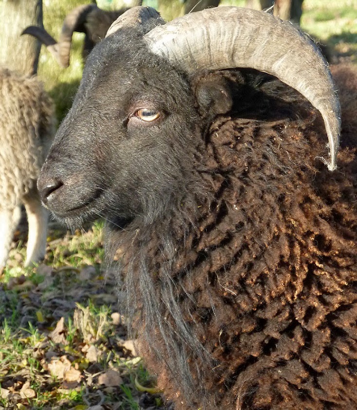 mouton ouessant ecopaturage Drome