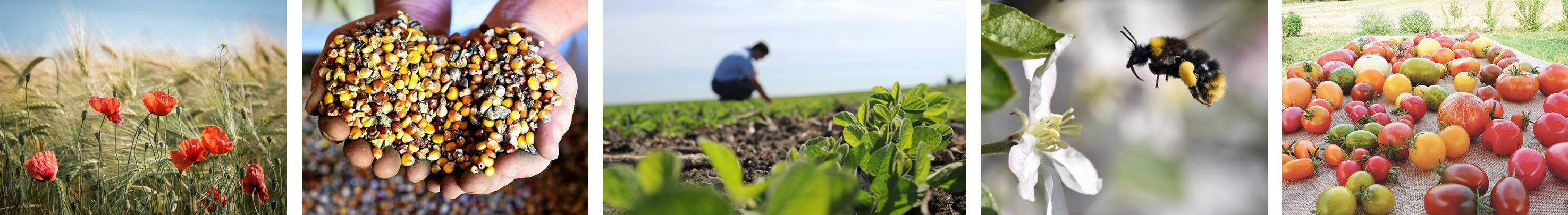 agroécologie ingénierie agroécologique